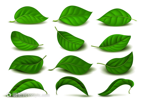 绿色茶叶自然新鲜矢量图